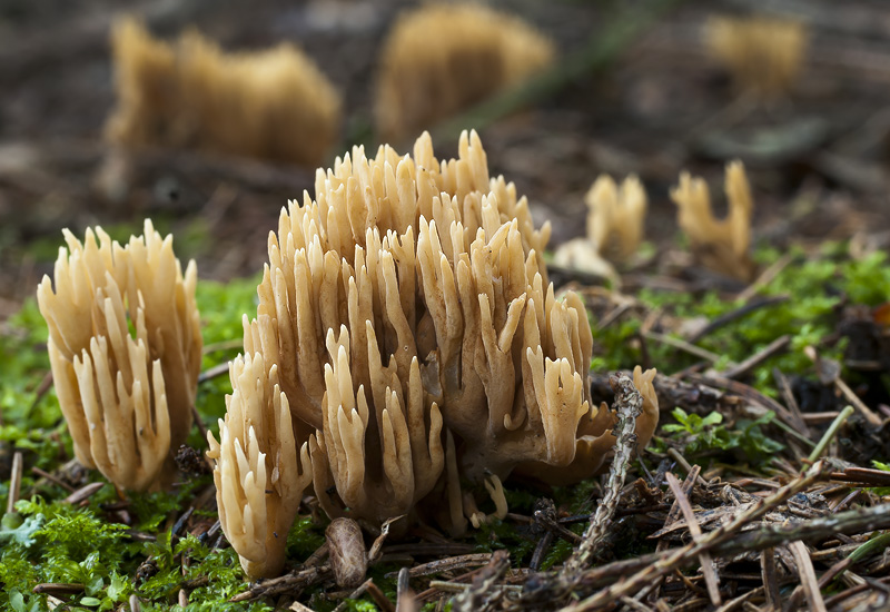 Ramaria eumorpha